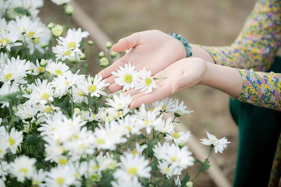 cách trồng cúc họa mi đơn giản