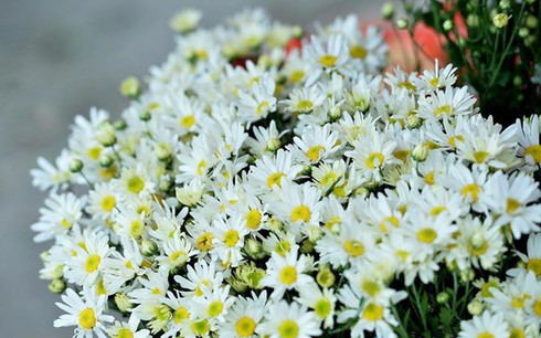 cúc họa mi là gì