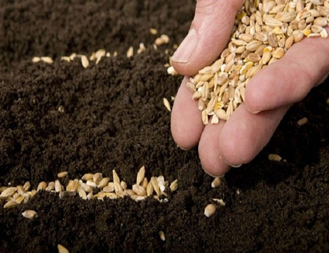 gieo hạt trồng cúc họa mi