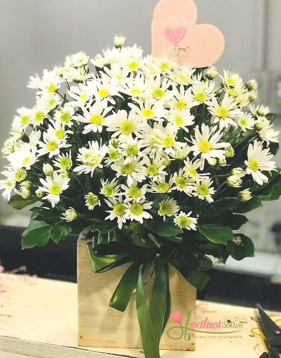 hộp hoa cúc họa mi chất lượng