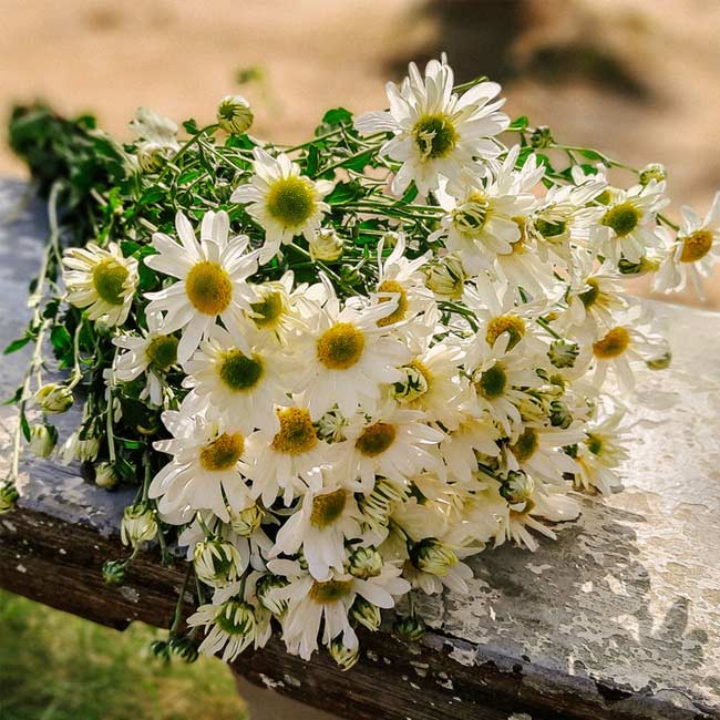 ý nghĩa cúc họa mi trong tình bạn