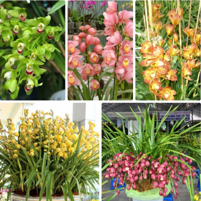 Các giống hoa địa lan với màu sắc khác nhau