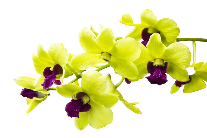 Những loại hoa lan đẹp và dễ trồng nhất