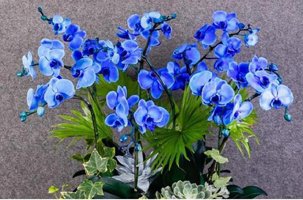 Hoa lan ngọc điểm là loài hoa đẹp và quý hiếm sở hữu hương thơm quyến rủ