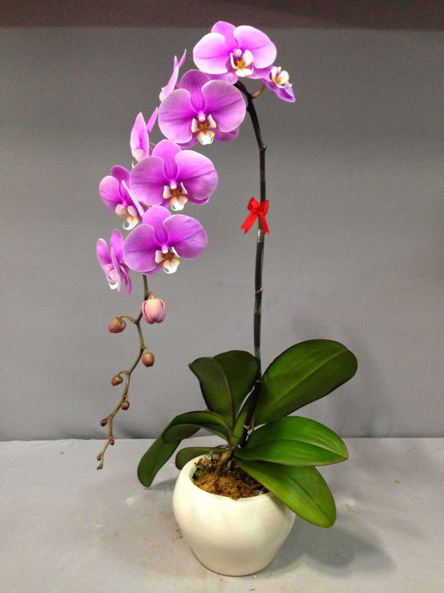 cac-loai-hoa-lan-ho-diep