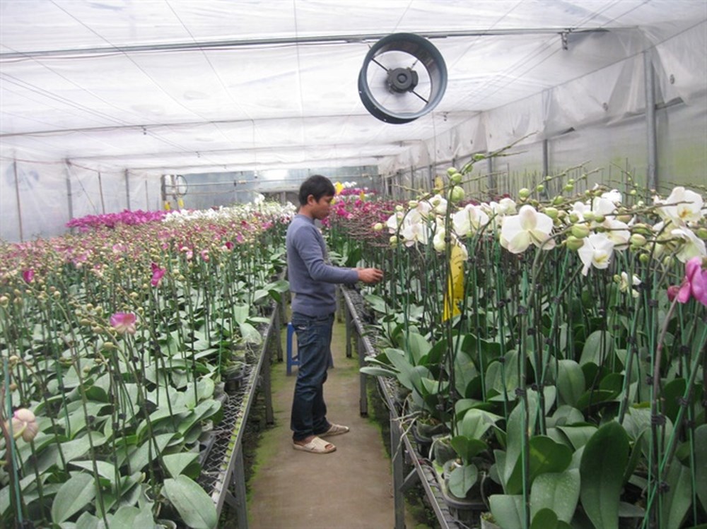 cac-loai-hoa-phong-lan-dep