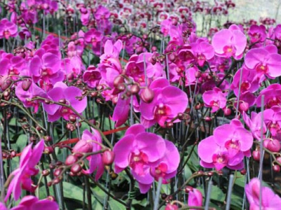 cac-loai-phong-lan-dep