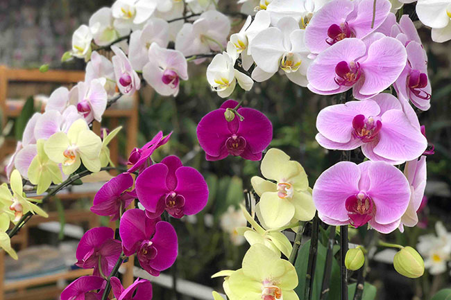 Những màu sắc của loài hoa lan hồ điệp kết hợp