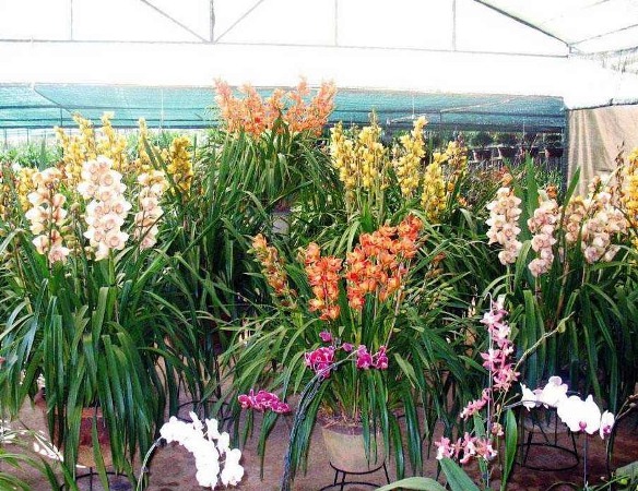 Địa lan chơi Tết trở thành một xu hướng với người yêu lan
