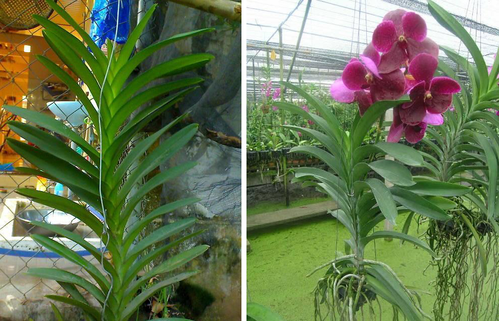 Thay chậu và nhân giống lan vanda đúng cách