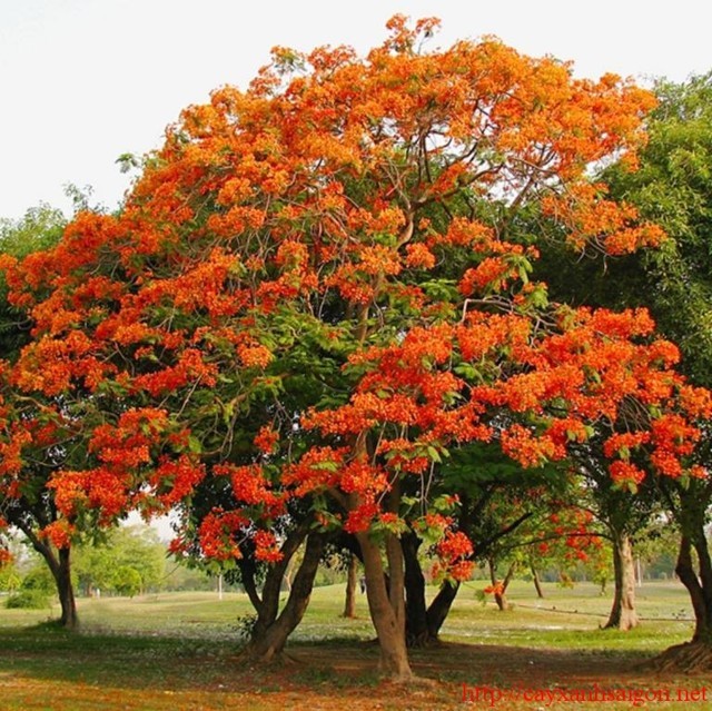 Hình ảnh đẹp về cây hoa phượng đỏ