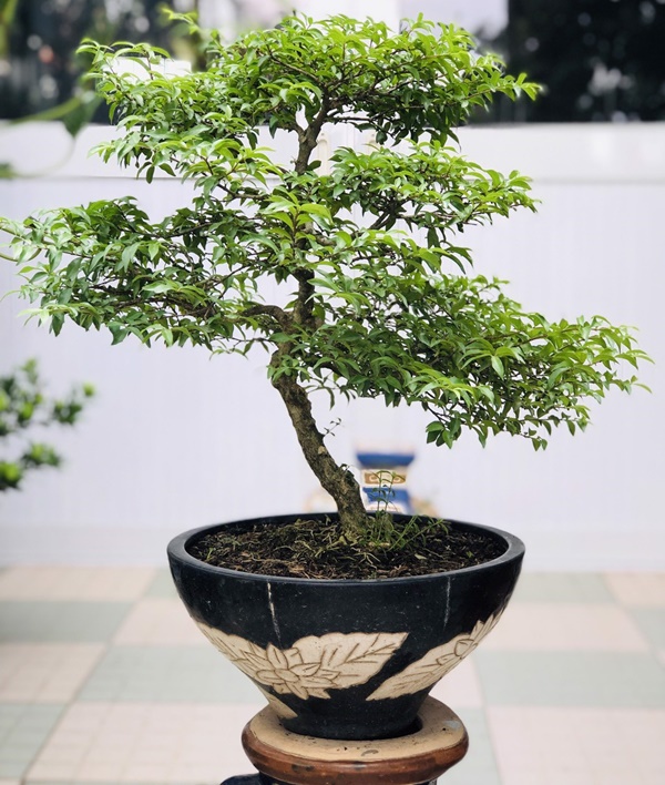 Chậu mai chiếu thủy kim giòn