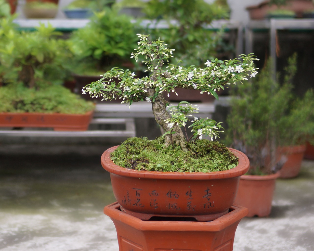 Chậu mai chiếu thủy lá tứ bonsai