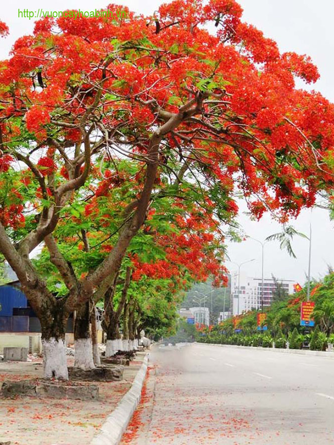 Tác dụng của cây phượng vĩ đến đời sống