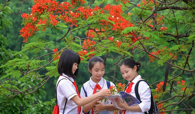 Cây hoa phượng vĩ - cây hoa học trò