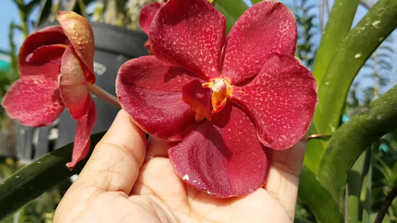Cách chăm sóc cho lan vanda rừng mau ra hoa