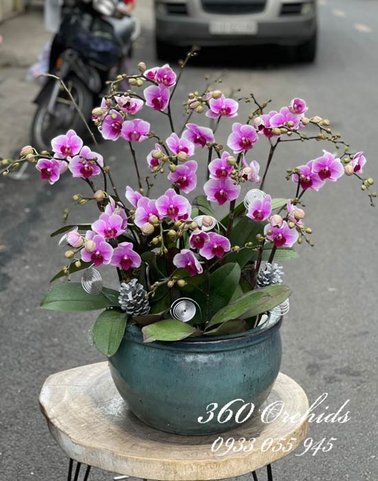 Chậu lan hồ điệp mini - Ngày mới êm đềm