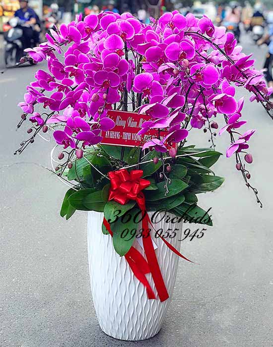Chậu lan hồ điệp tím - Chân ái