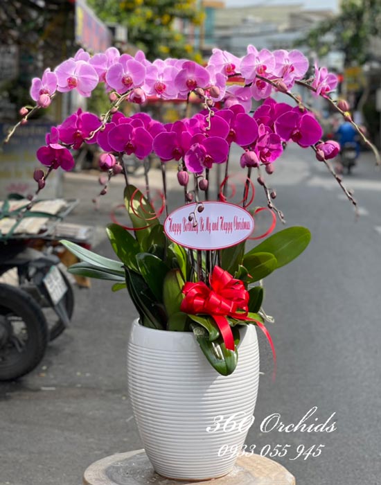 Chậu lan hồ điệp kết hợp - Chân thành