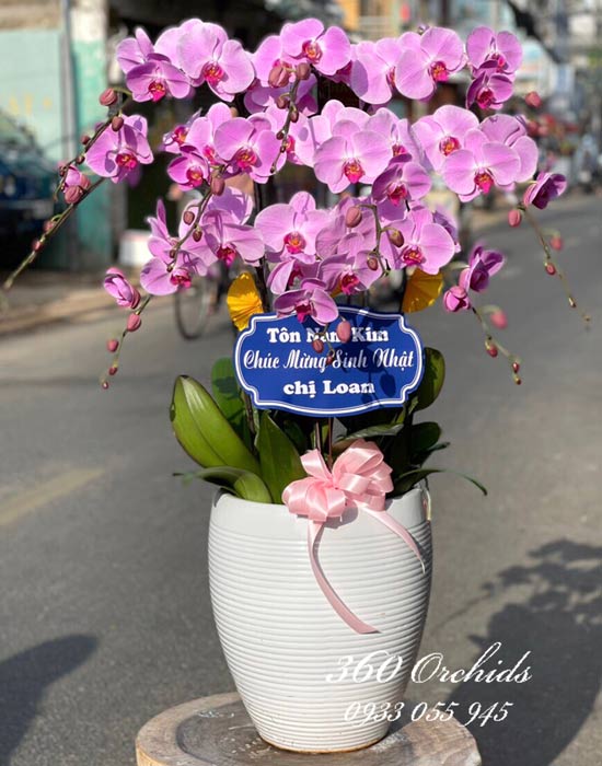 Chậu lan hồ điệp tím - Muôn hoa đua nở