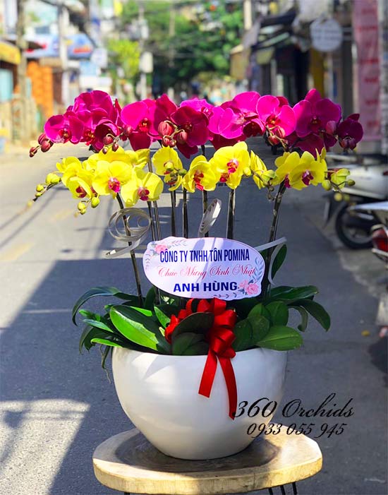 Chậu hoa lan hồ điệp - Thắm thiết