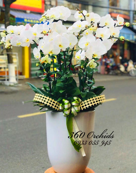 Chậu lan hồ điệp trắng - Kiêu sa