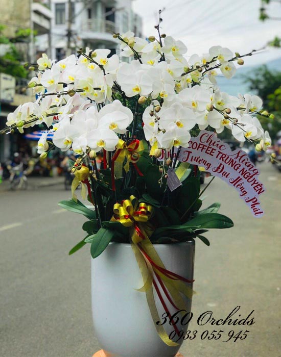 Chậu lan hồ điệp trắng - Thấu hiểu