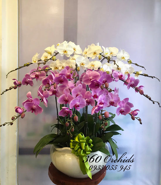 Chậu hoa lan hồ điệp trắng tím - Ngọc Ngà