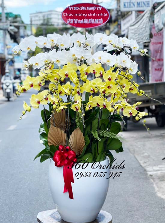 Chậu hoa lan hồ điệp - Gió hát