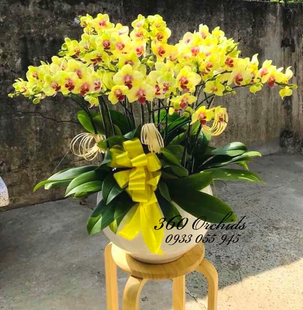 Chậu lan hồ điệp vàng - Ngày rực rỡ