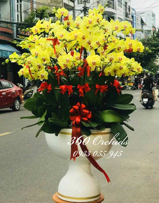 Chậu hoa lan hồ điệp vàng - Vinh quang