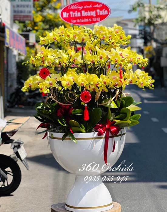Chậu lan hồ điệp vàng - Sắc hoa rạng rỡ