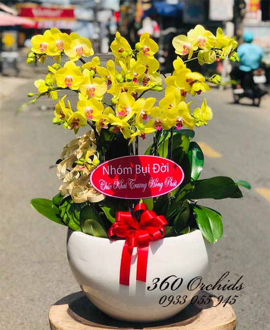 Chậu lan hồ điệp vàng - Vươn mình tỏa sáng