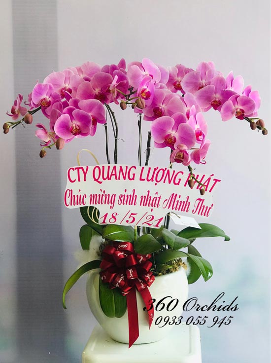 Chậu hoa lan hồ điệp hồng - Bỡ ngỡ