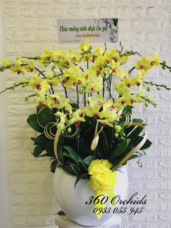 Chậu hoa lan hồ điệp vàng - Đầy ắp yêu thương