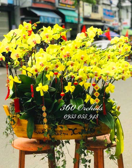 Chậu hồ điệp vàng - Tài vô lộc đến