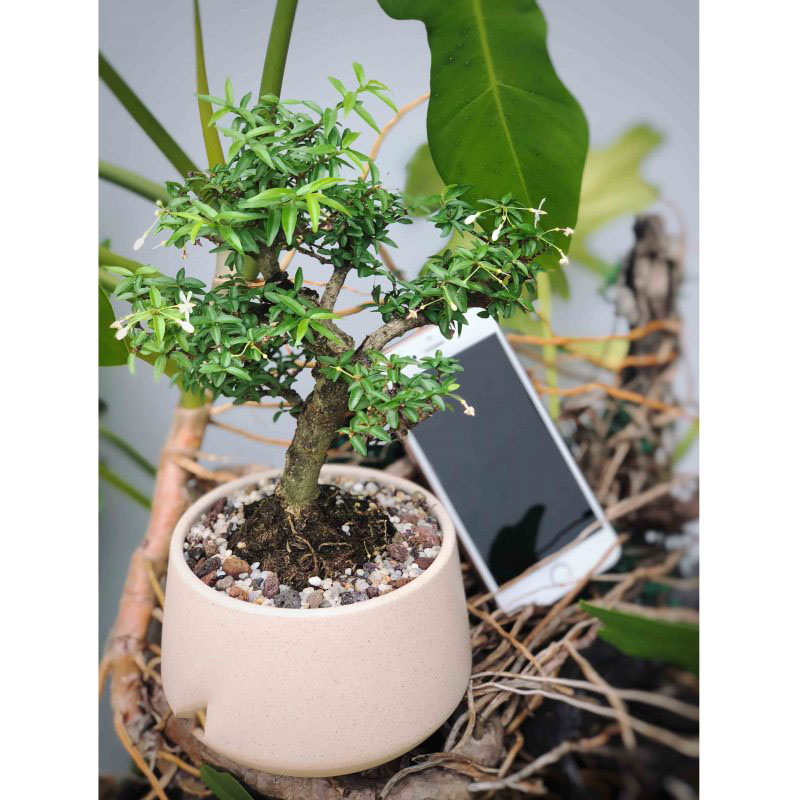 Ảnh chậu mai chiếu thủy mini đẹp