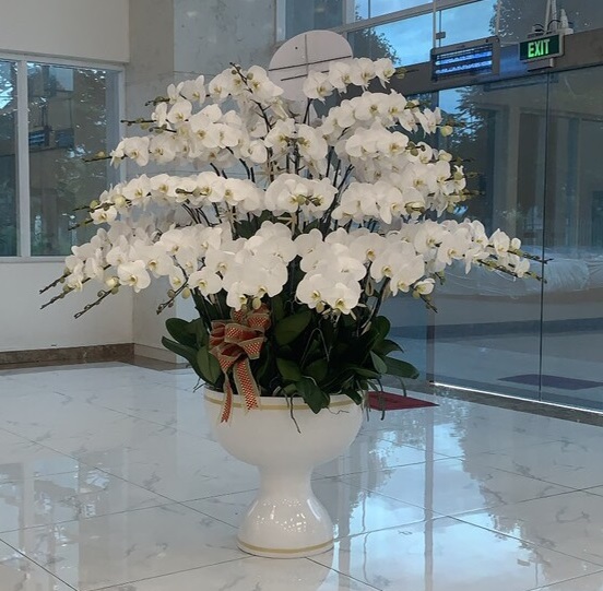 Chậu hoa lan hồ điệp chưng hội nghị - sự kiện