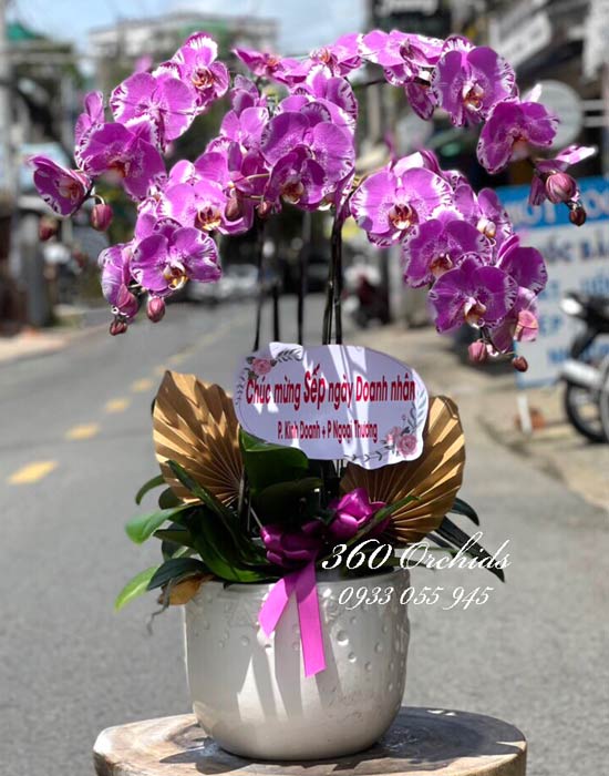Chậu lan hồ điệp tím đột biến - Như ý