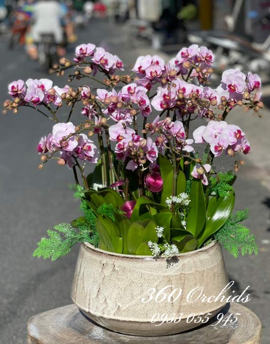 Chậu lan hồ điệp mini - Khát khao
