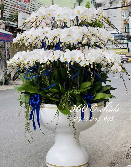 Chậu lan hồ điệp trắng - Nhất sắc