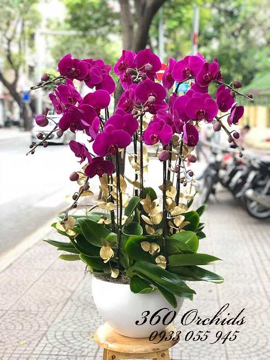 Chậu lan hồ điệp tím, mặn mà đằm thắm đắm say lòng người