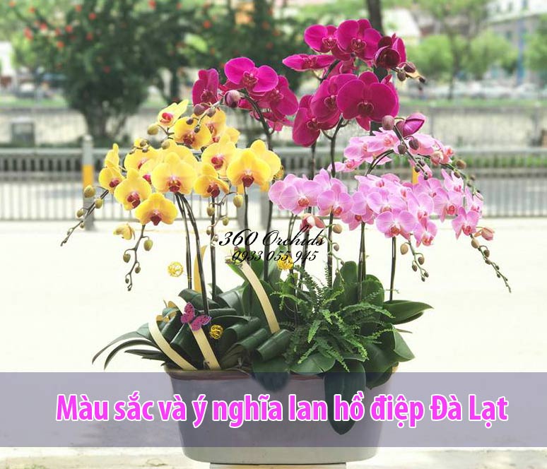 Chậu lan hồ điệp Đà Lạt nhiều màu 