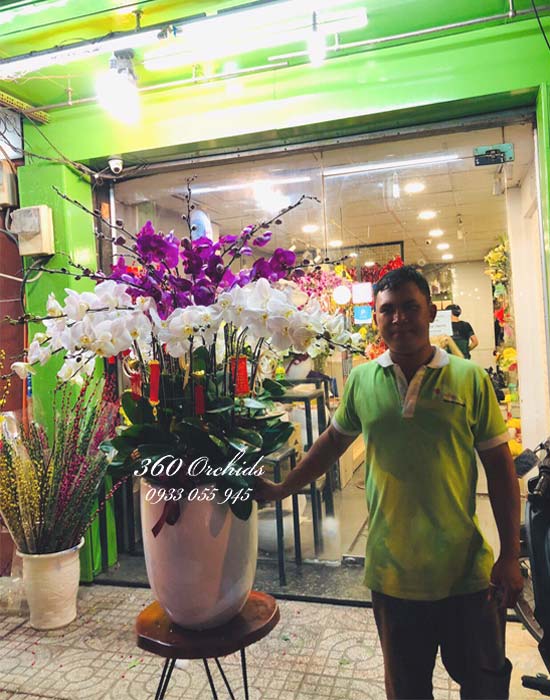 Chậu lan hồ điệp trắng tím - Khát vọng tuổi trẻ