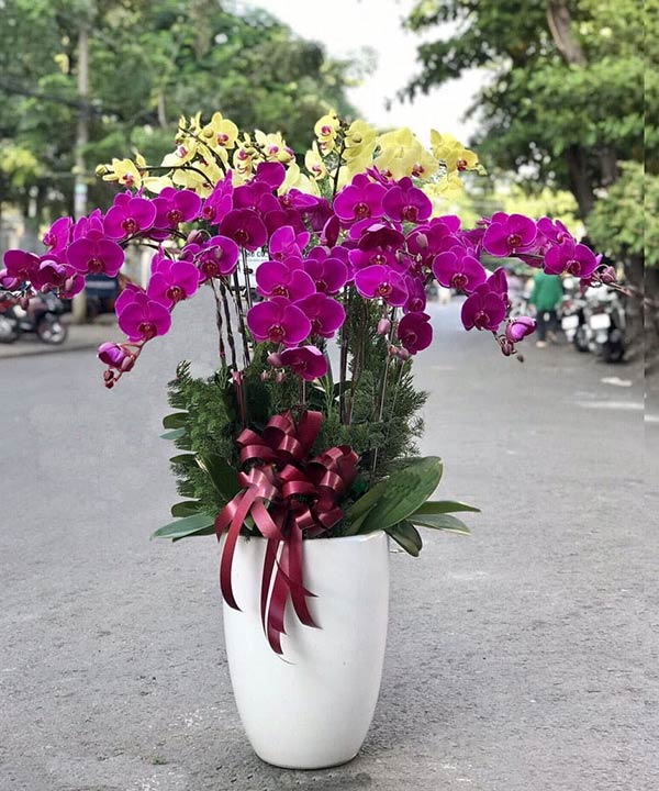 Kết hợp hoa vàng và tím của lan hồ điệp
