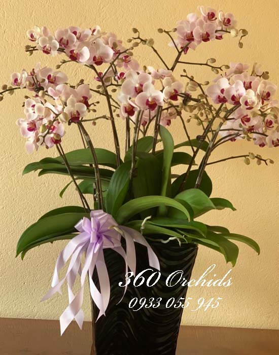 Chậu hoa lan hồ điệp mini - xinh xắn