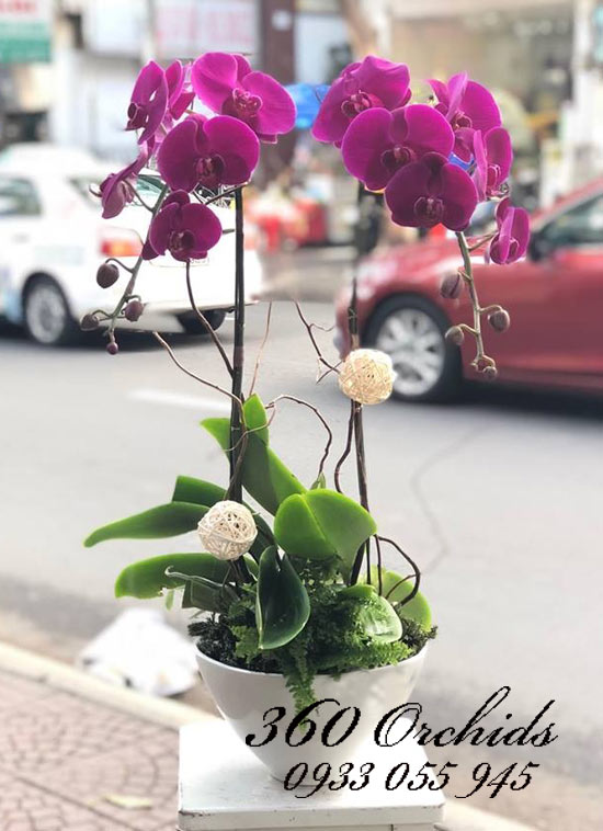 Lan tiểu hồ điệp mini màu tím Lan tiểu hồ điệp mini màu tím