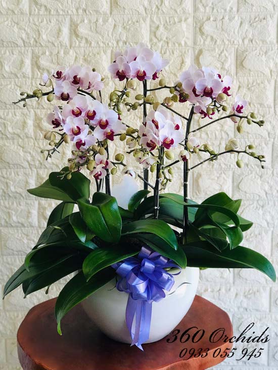 Chậu lan hồ điệp mini - Ngày dịu dàng