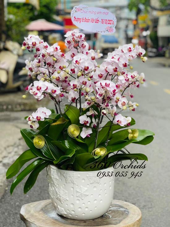 Chậu lan hồ điệp mini - Tết đong đầy