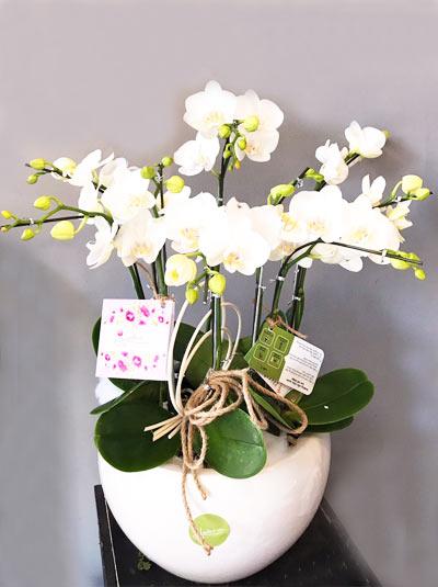 Chậu lan tiểu hồ điệp mini trắng để bàn Chậu lan tiểu hồ điệp mini trắng để bàn